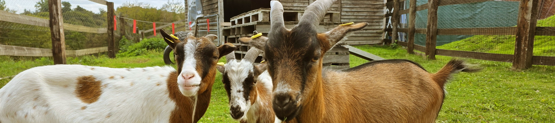 Drei Ziegen auf dem Hof der Bergischen Bauernscheune in Leichlingen